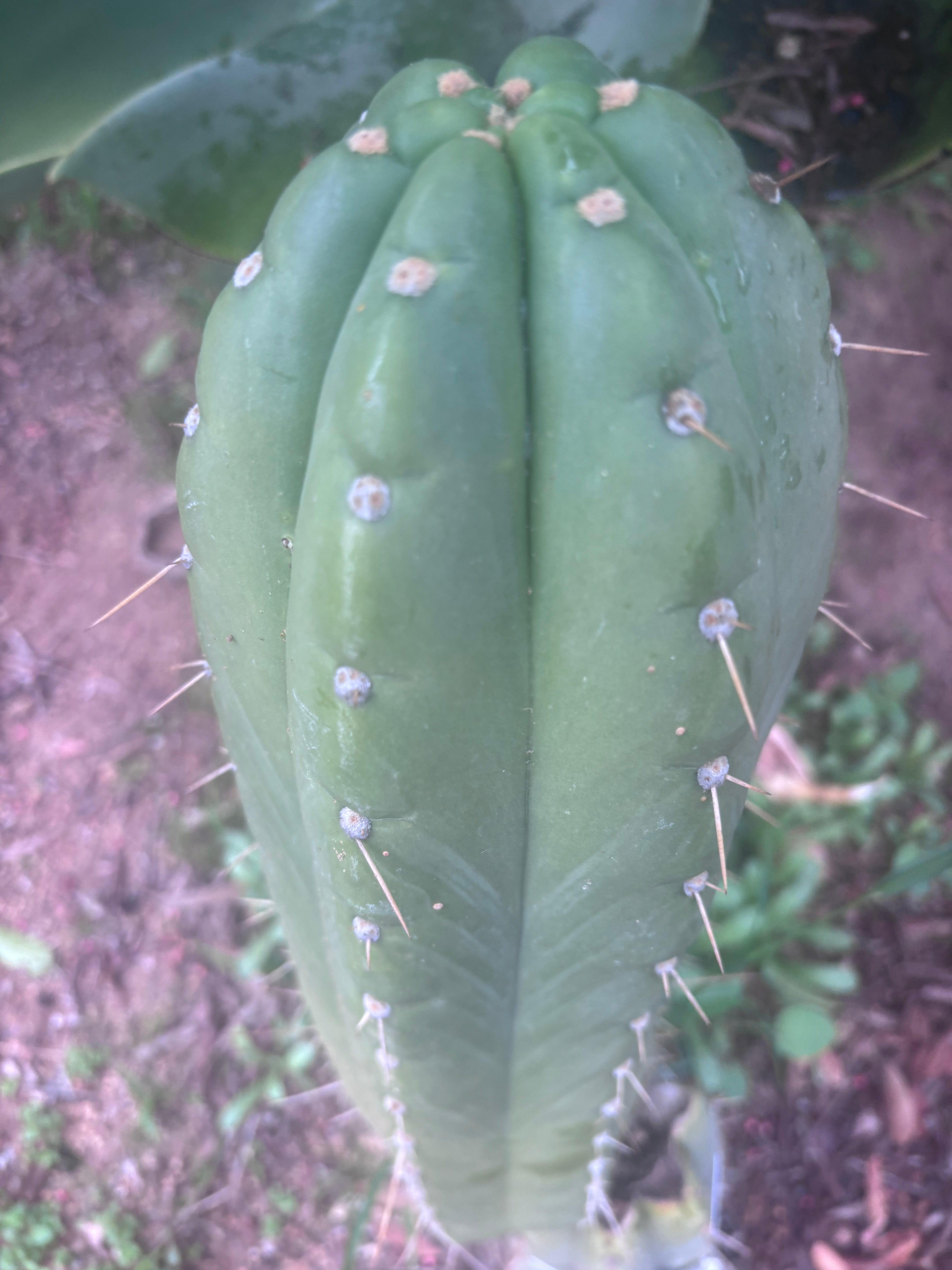 💎👑🌶️ Maranonensis — GIRTHY 10” Tip