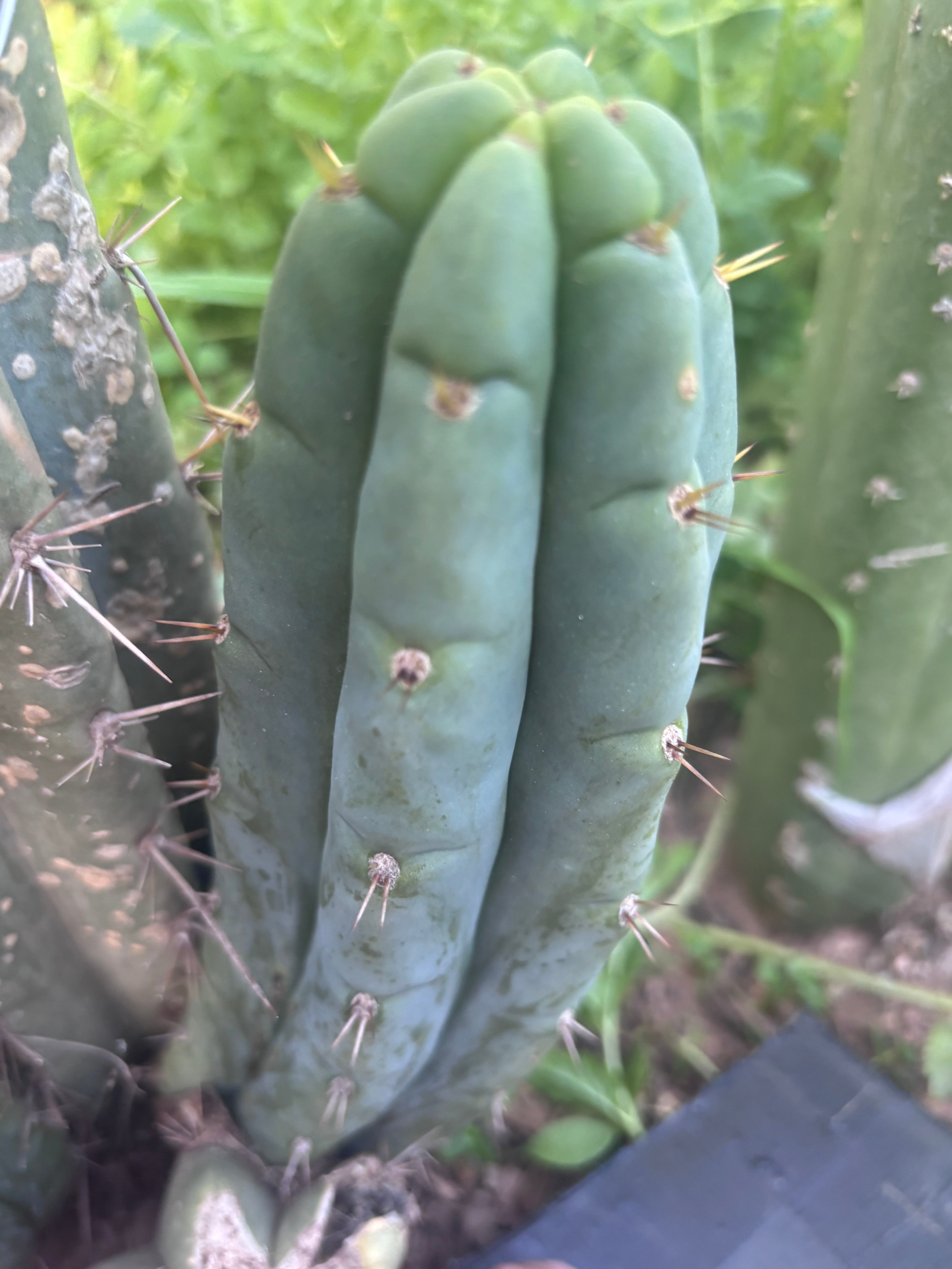 💎👑🌶️🌶️ Austy’s Bomb — 7” Tip