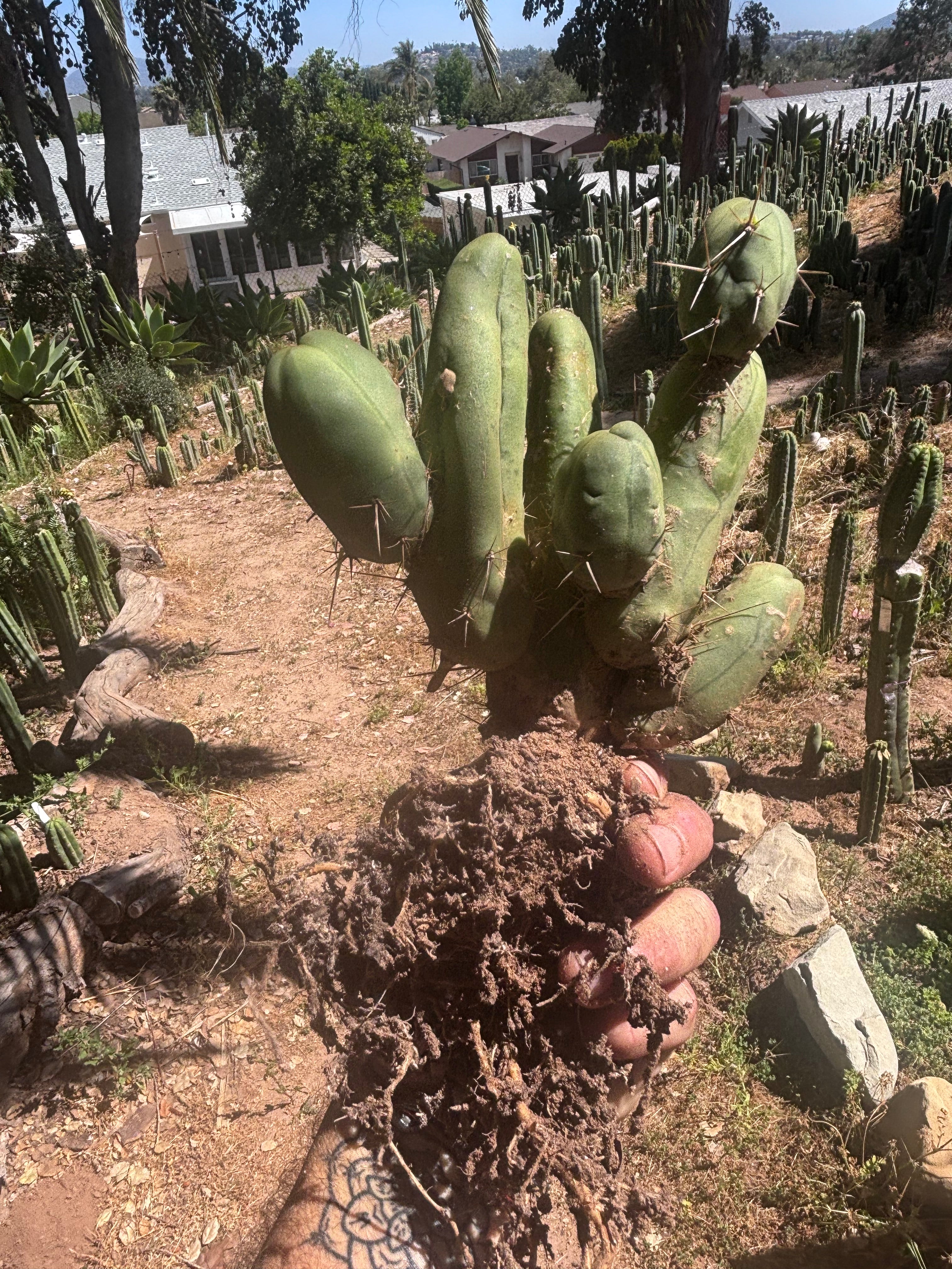 👑🌶️🌶️  TBM Clone B — XL Rooted