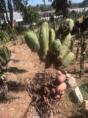 👑🌶️🌶️  TBM Clone B — XL Rooted