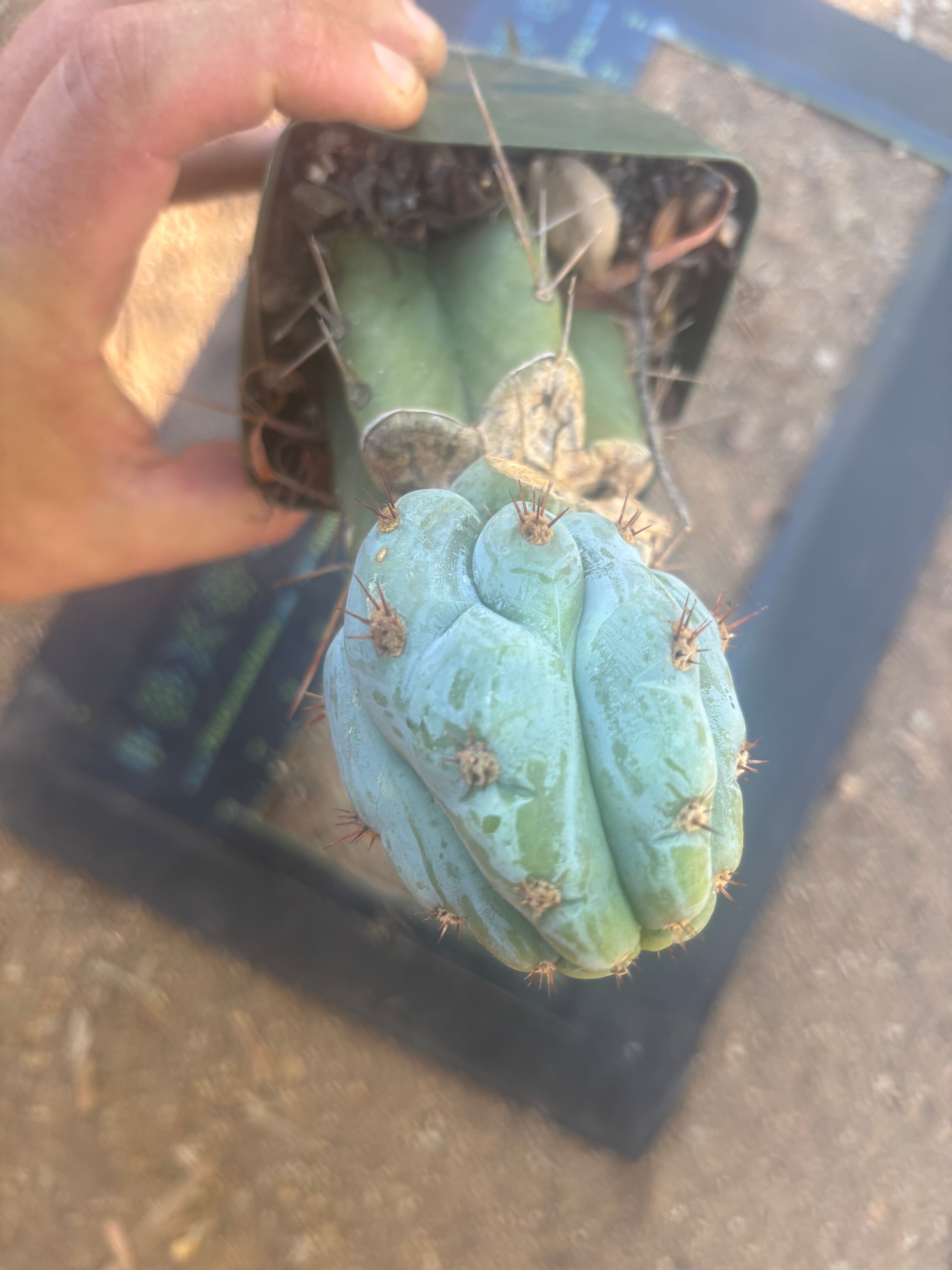 💎👑💎  NUBS — Pupped Slab Graft on Rooted Hammer