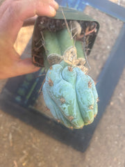 💎👑💎  NUBS — Pupped Slab Graft on Rooted Hammer