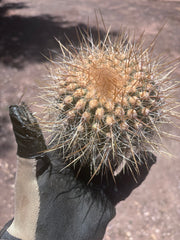 💎 T. Atacamensis — Small Pup