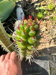 💎👑 Rauhocereus Riosaniensis — 8” Tip