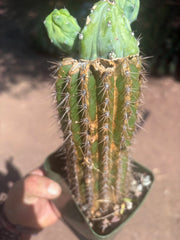 👑💎 Grecas — Butt Graft with 2 Pups