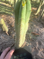 👑🌶️🌶️ Dulzura — 10” Tip