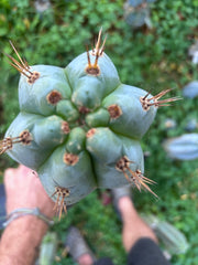 💎👑💎 Papa Smurf — XXL 14” Tip