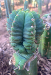 💎👑💎 Havran Preorder!