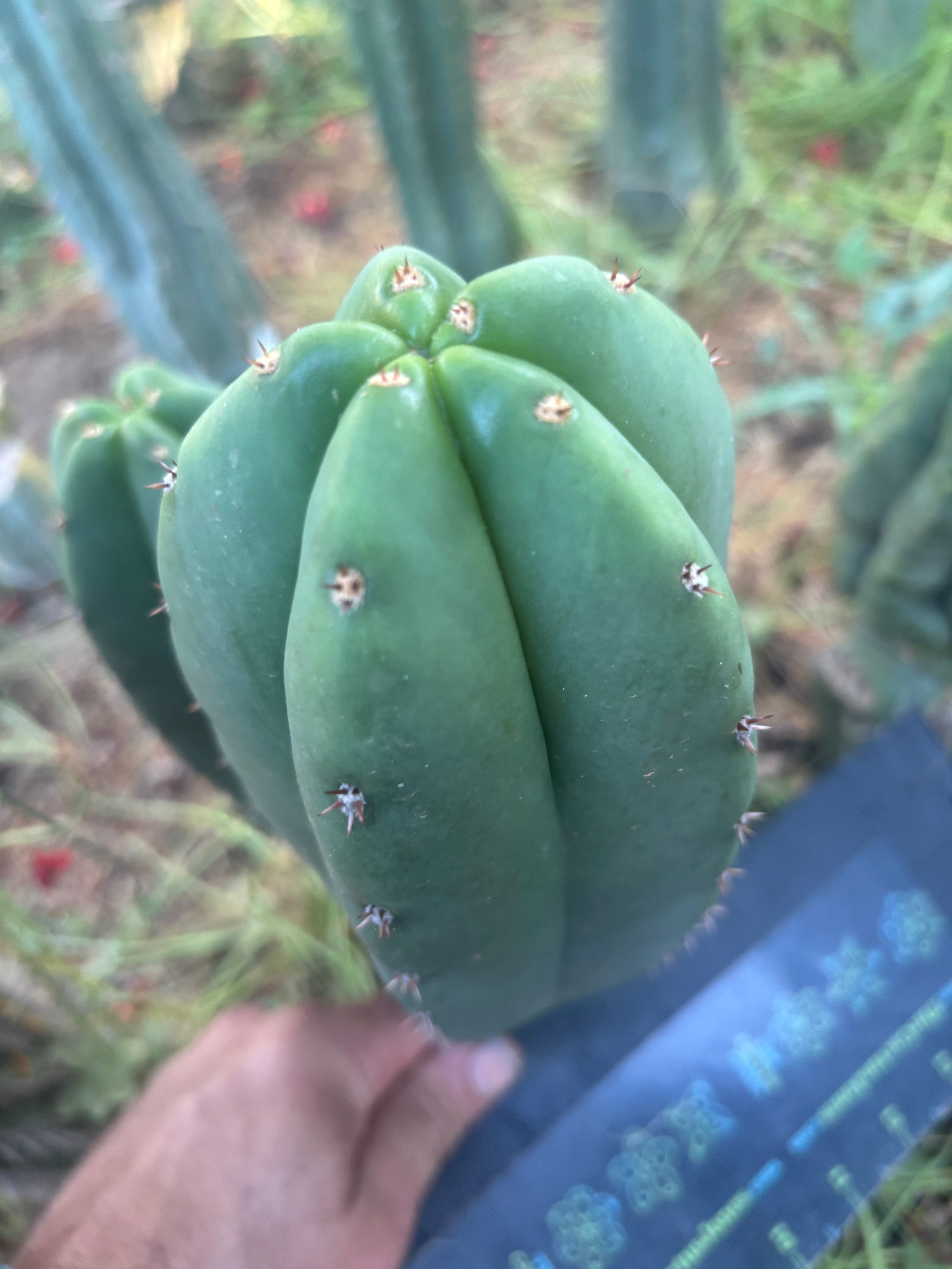 💎👑  Woolunda Monster — 9” Balloon Tip