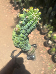 💎👑 Glorp —  XL Pupsploding Graft