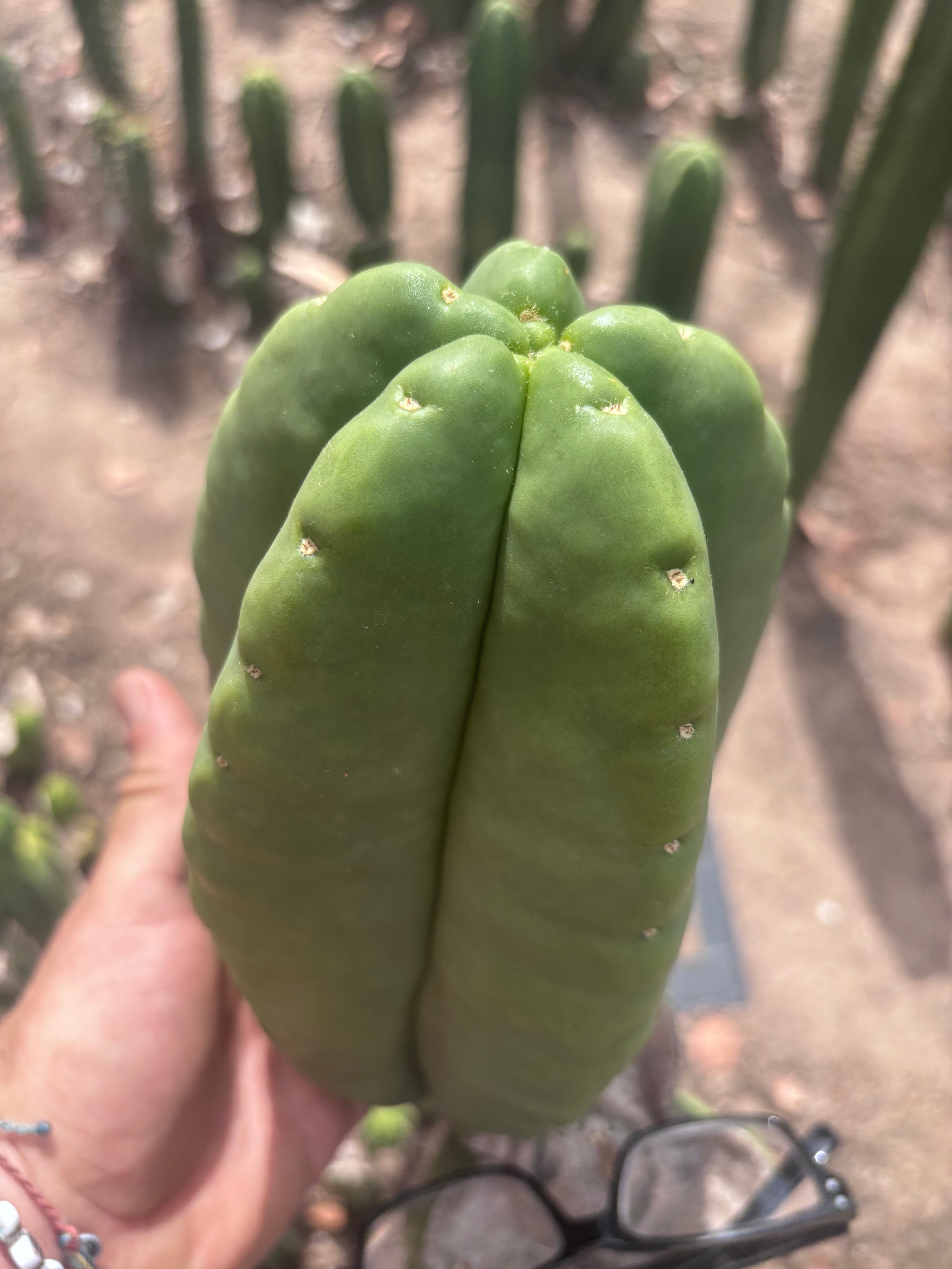 💎👑💎🌶️ Ferah — Massive 10” Melon!