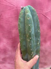 👑🌶️ Pierre — Magnum 14” Tip