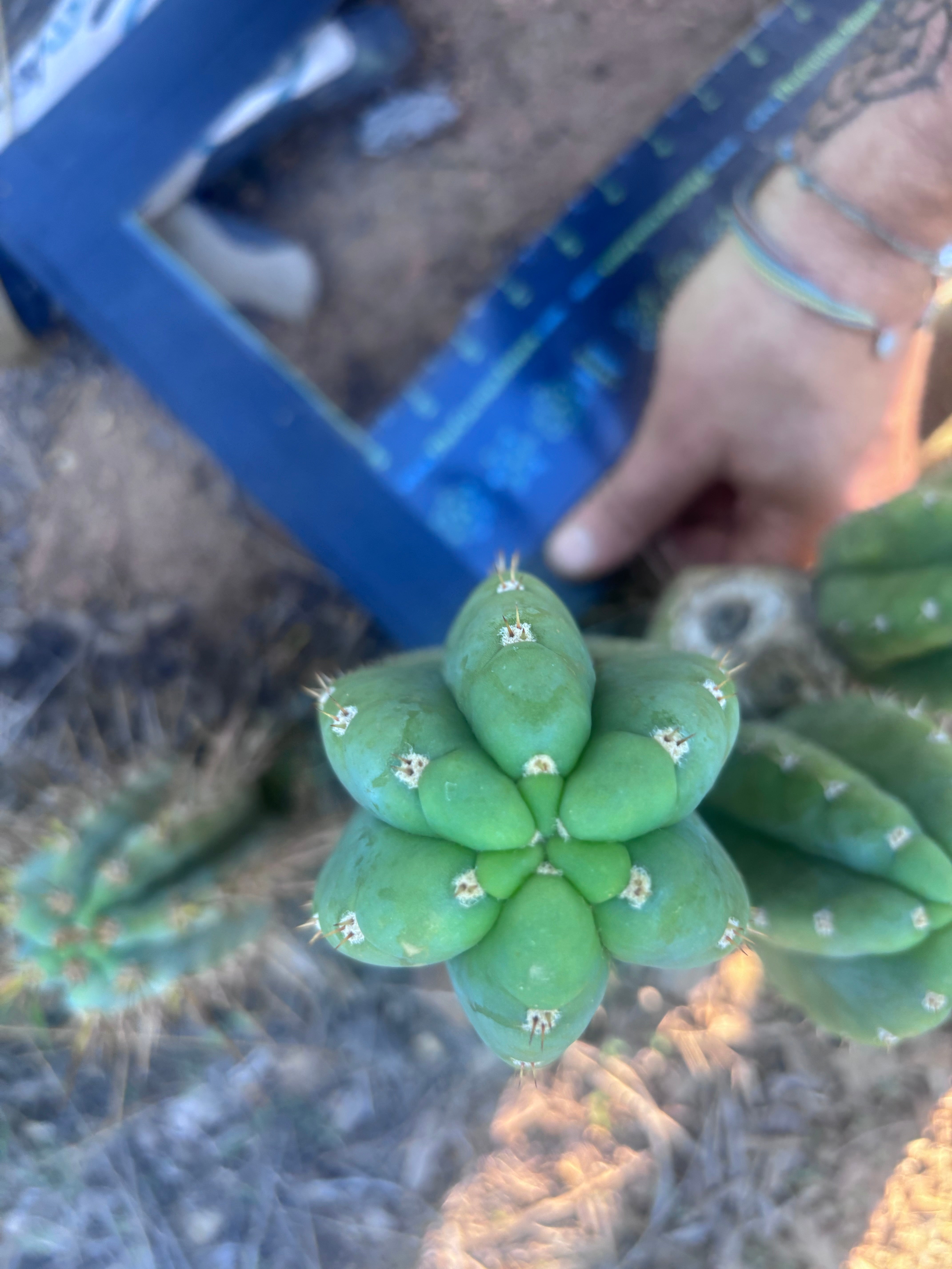 👑💎🌶️ Bob’s Colossus—  Chonky 8” Pup