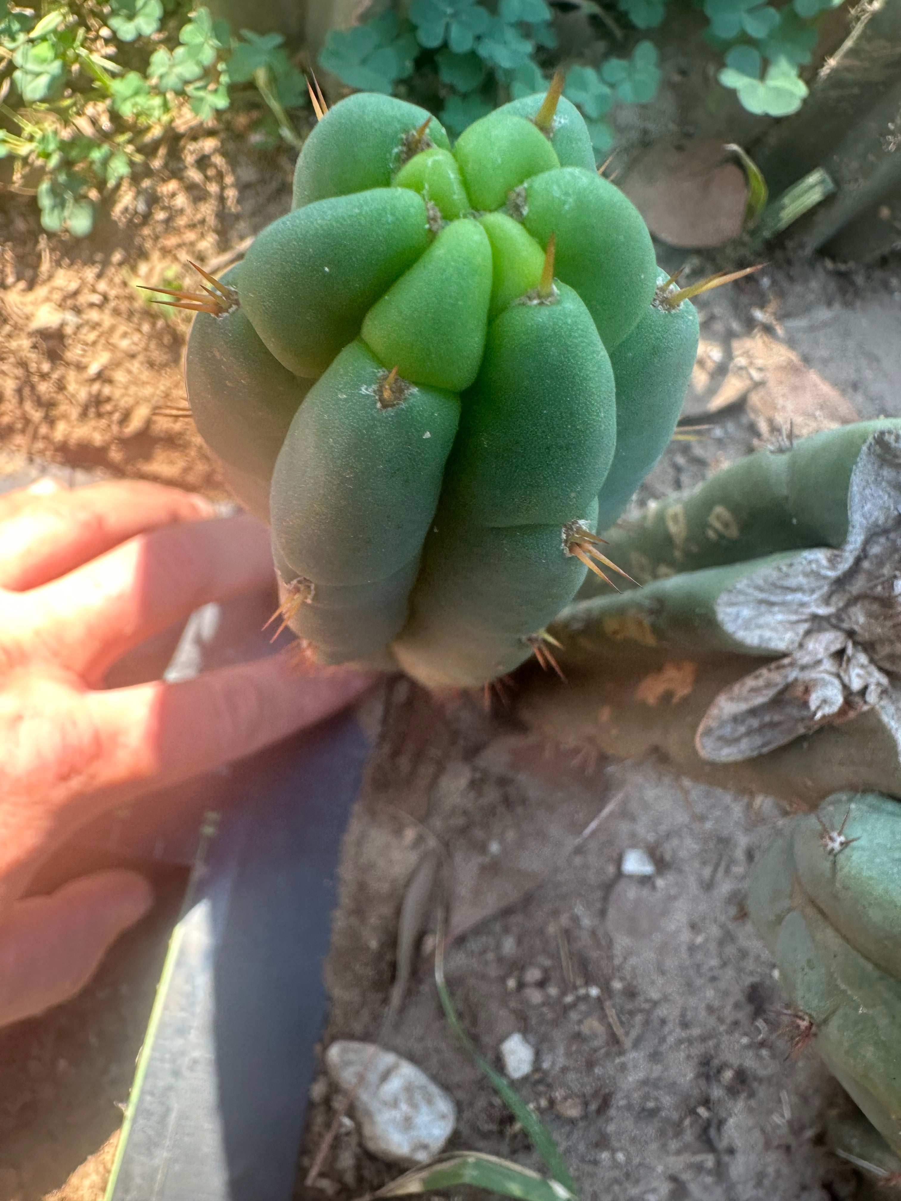 💎👑🌶️🌶️ Austy’s Bomb — 8” Pup