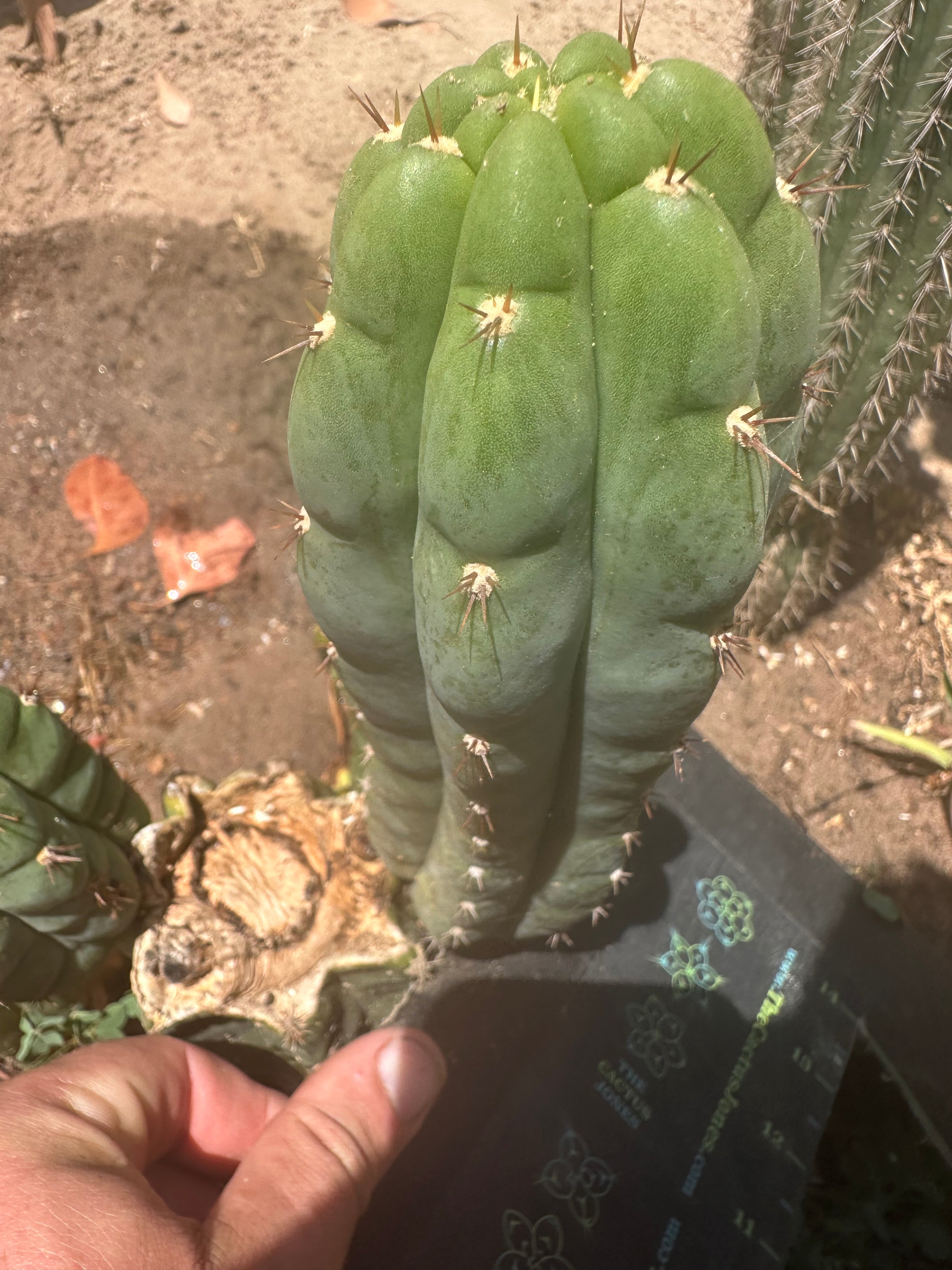 👑🌶️ Blue Ecuador— 8” Pup