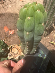 👑🌶️ Blue Ecuador— 8” Pup