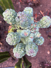 💎👑💎 Glorp — Another XL Pupsplosion Graft