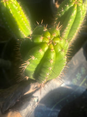 💎👑💎 Parque de las Leyendes —BK08611.4 Clone A —  6” Tip