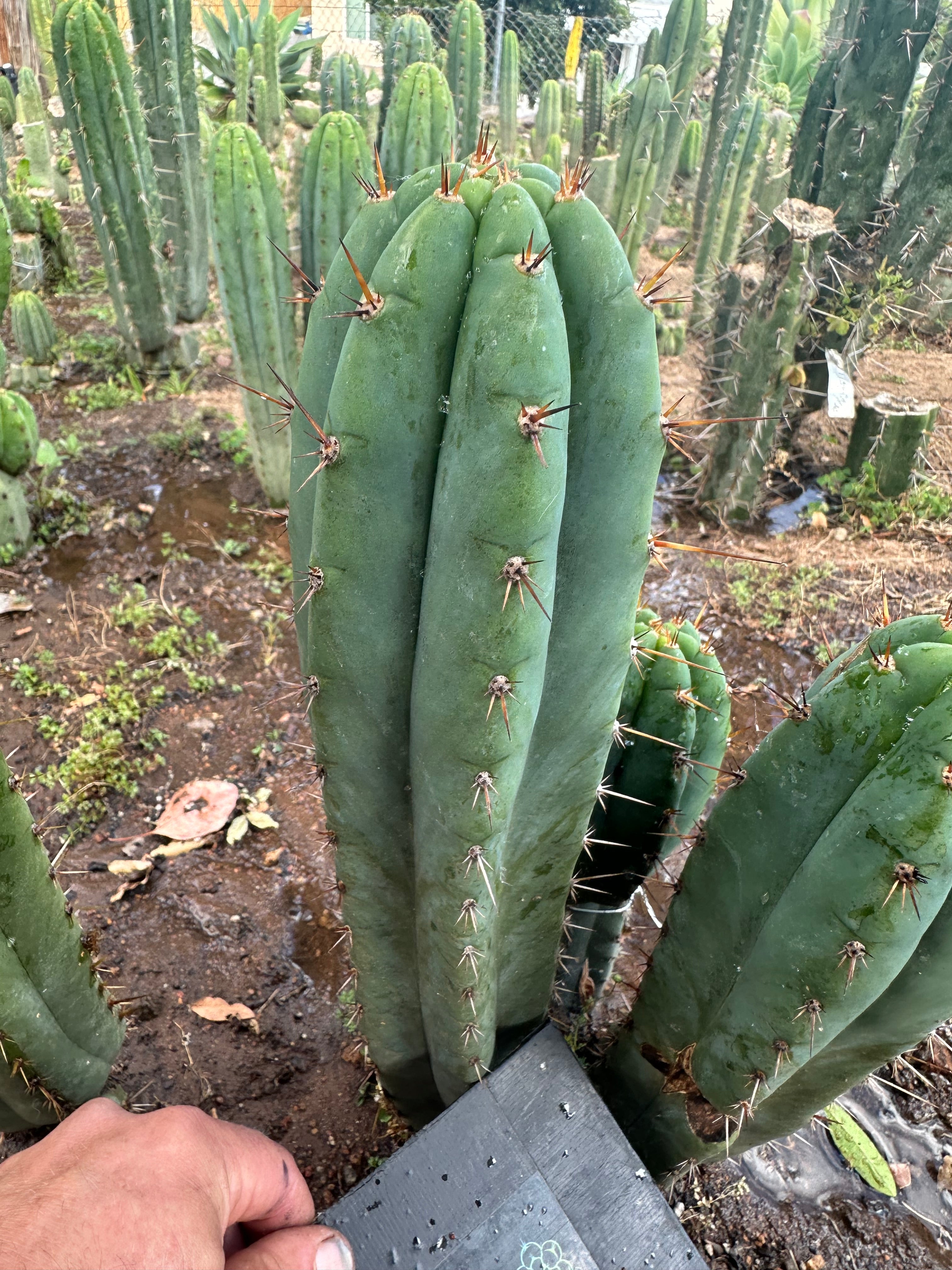 👑💎🌶️ Kimnach — Perfect 10” Tip