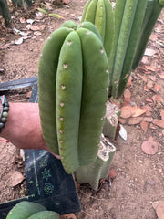 👑🌶️  Scop A  — Chonky 10” Tips