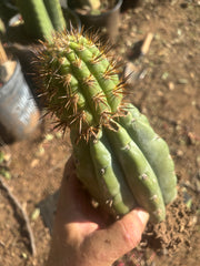💎👑💎 T. Coquimbanus — Established Tip Graft on Rooted Shine01