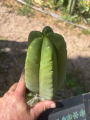 👑 Aussie Scop — 9” Melon Pup