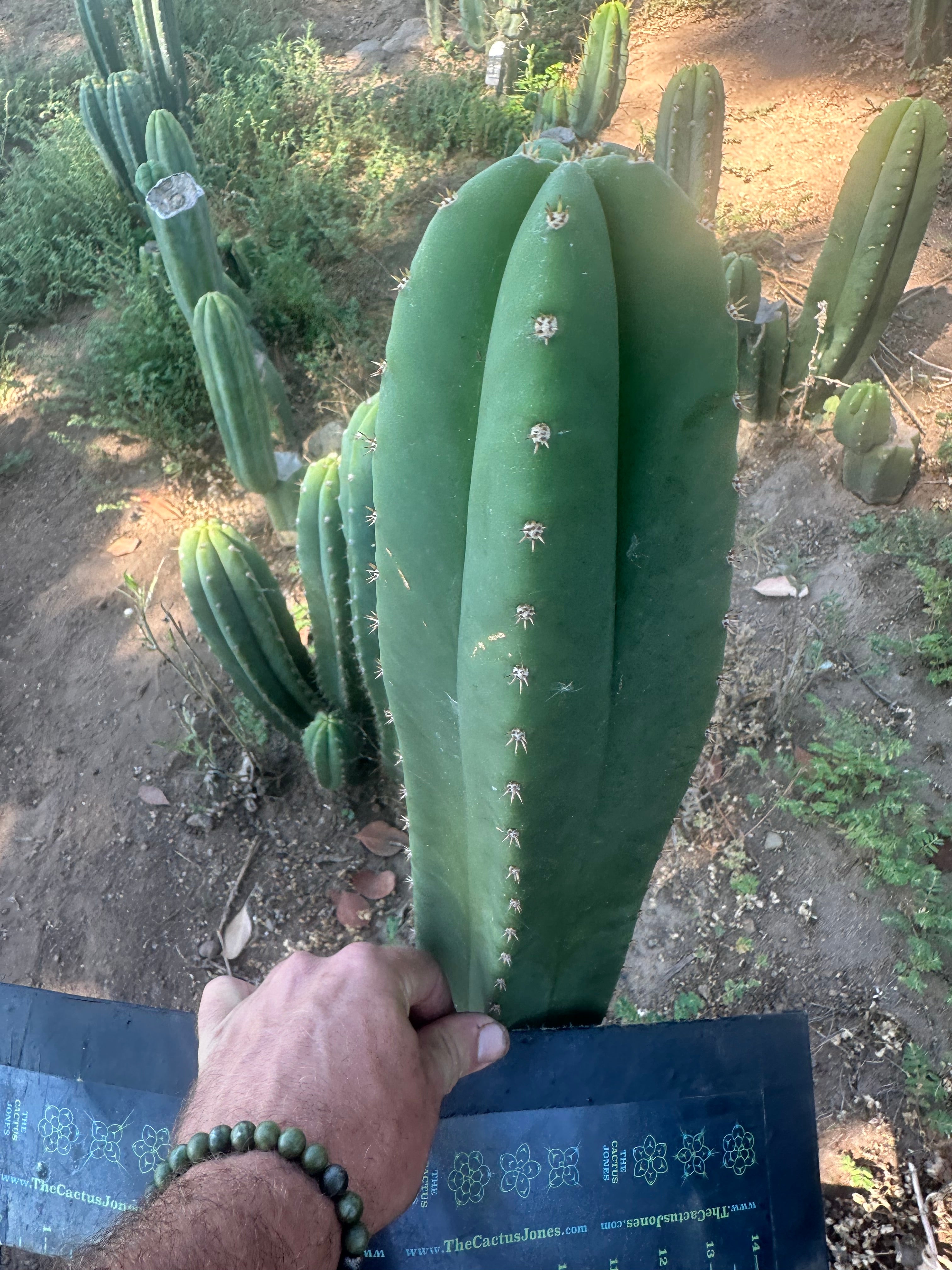 Hulk x Trojan Llama — 14” Tip (XL Cut)