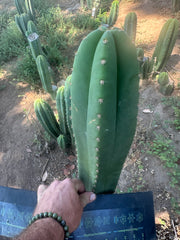 Hulk x Trojan Llama — 14” Tip (XL Cut)