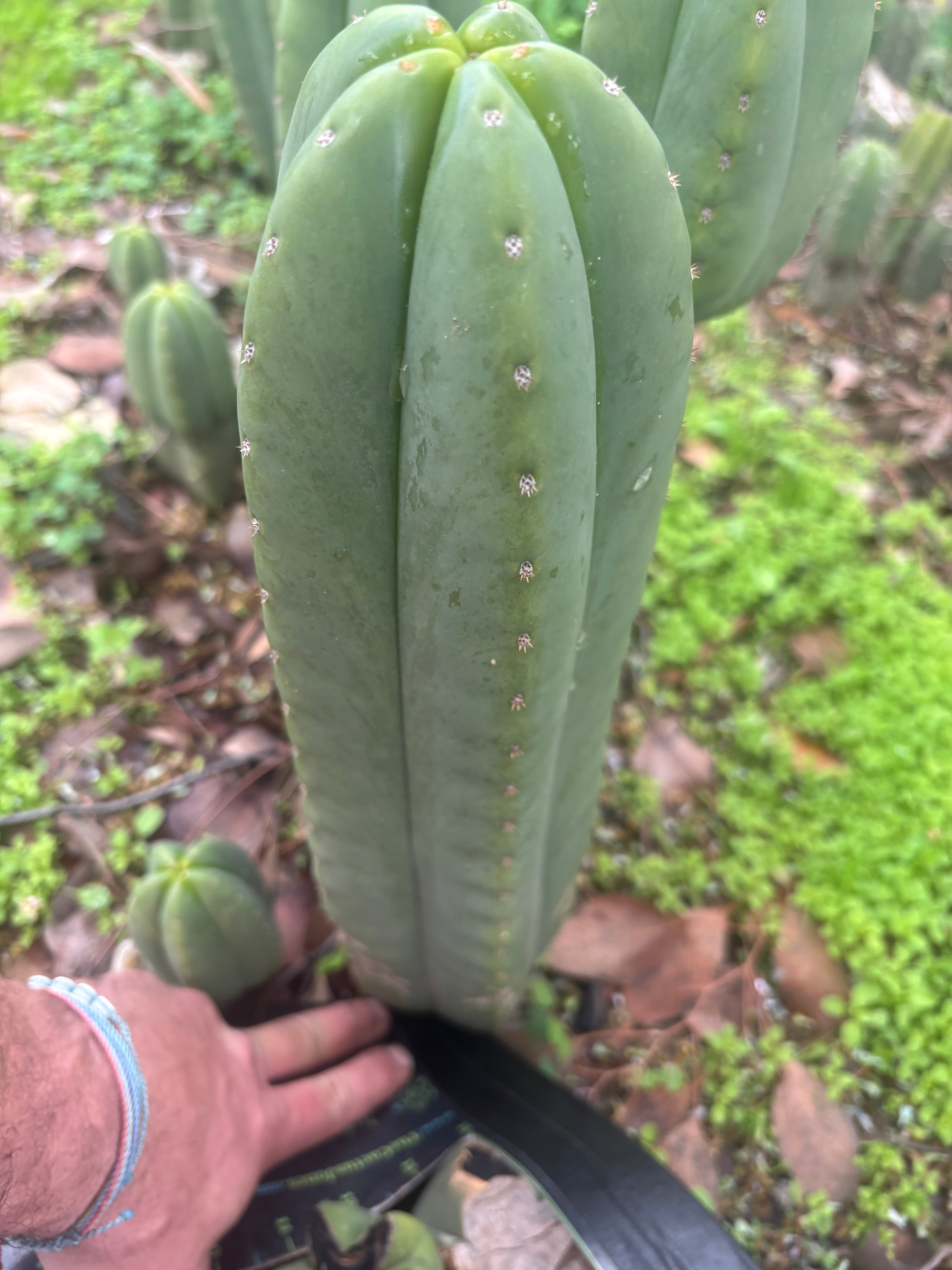👑🌶️ Scop A — XXL 15” Pup