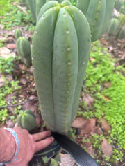 👑🌶️ Scop A — XXL 15” Pup