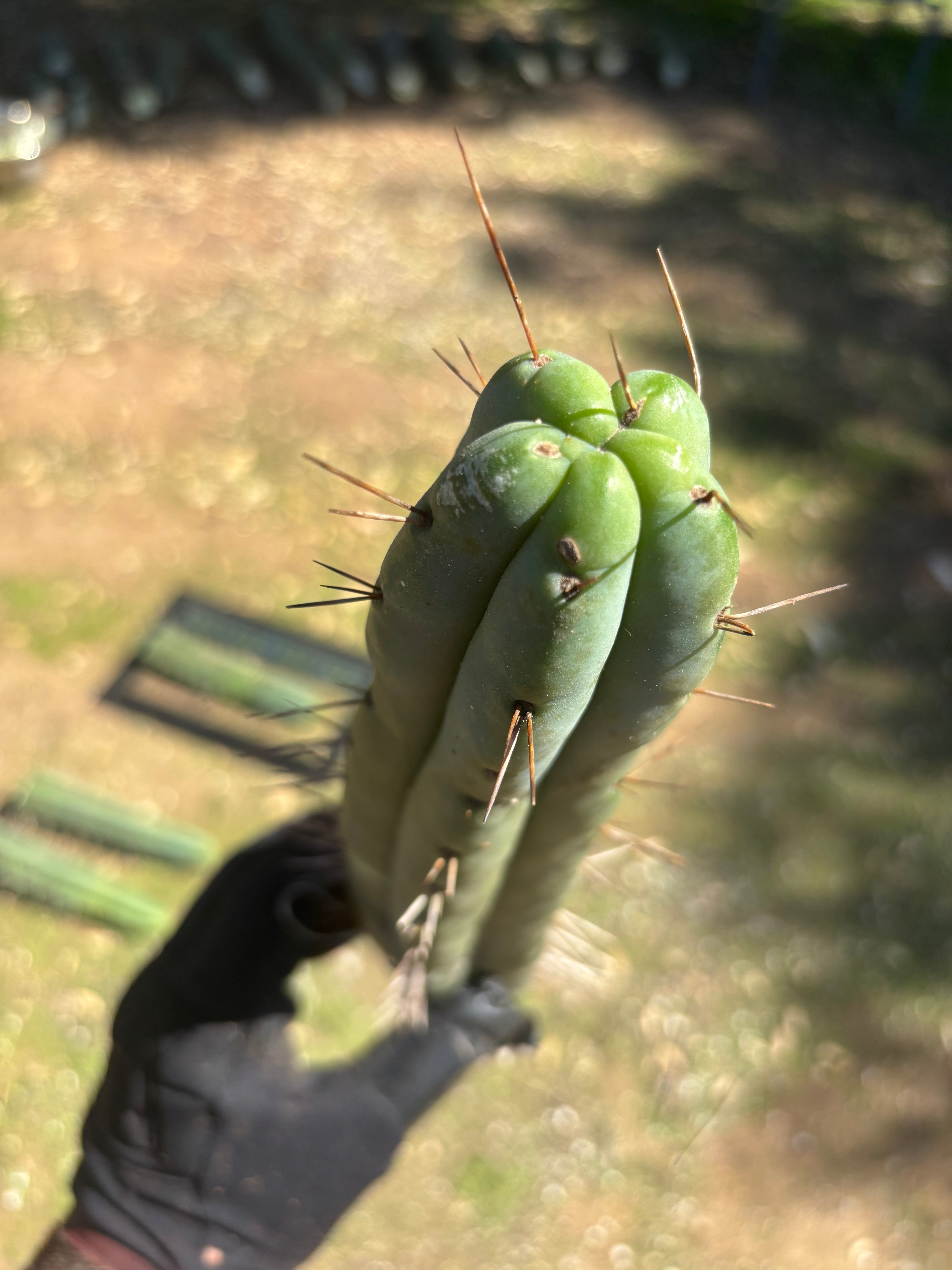 🌶️ Restocked —Baker x Helen  — 12” Tips