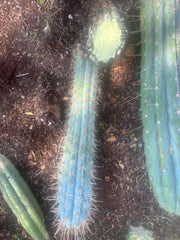💎 Browningia Hertlingiana — BIG Heavy Rooted 24”