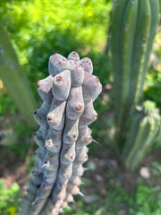 💎 Stenocereus Beneckei