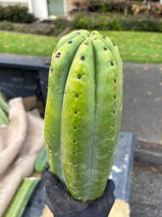 👑💎🌶️ The Fattest Soozy Ever Listed