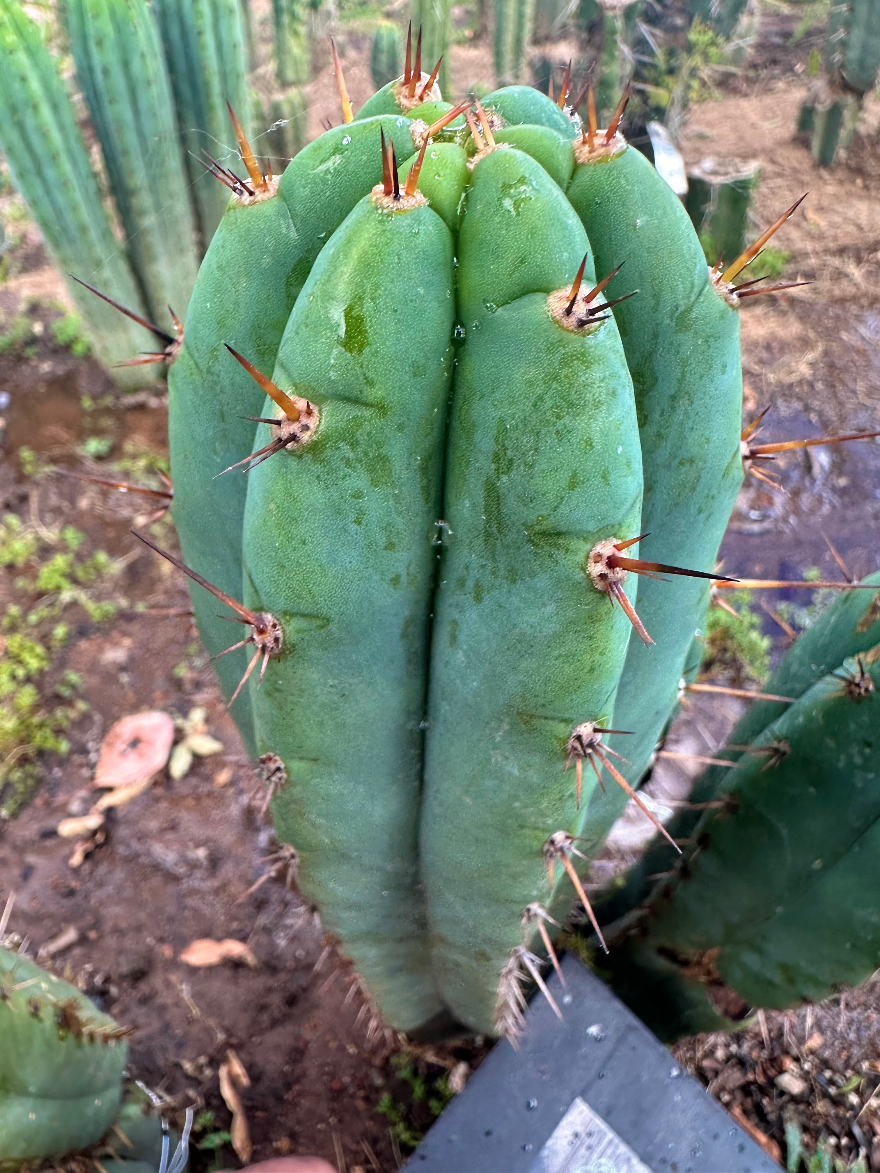 👑💎🌶️ Kimnach — Perfect 10” Tip