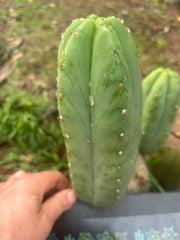 👑🌶️ Yogi — 8” Pup