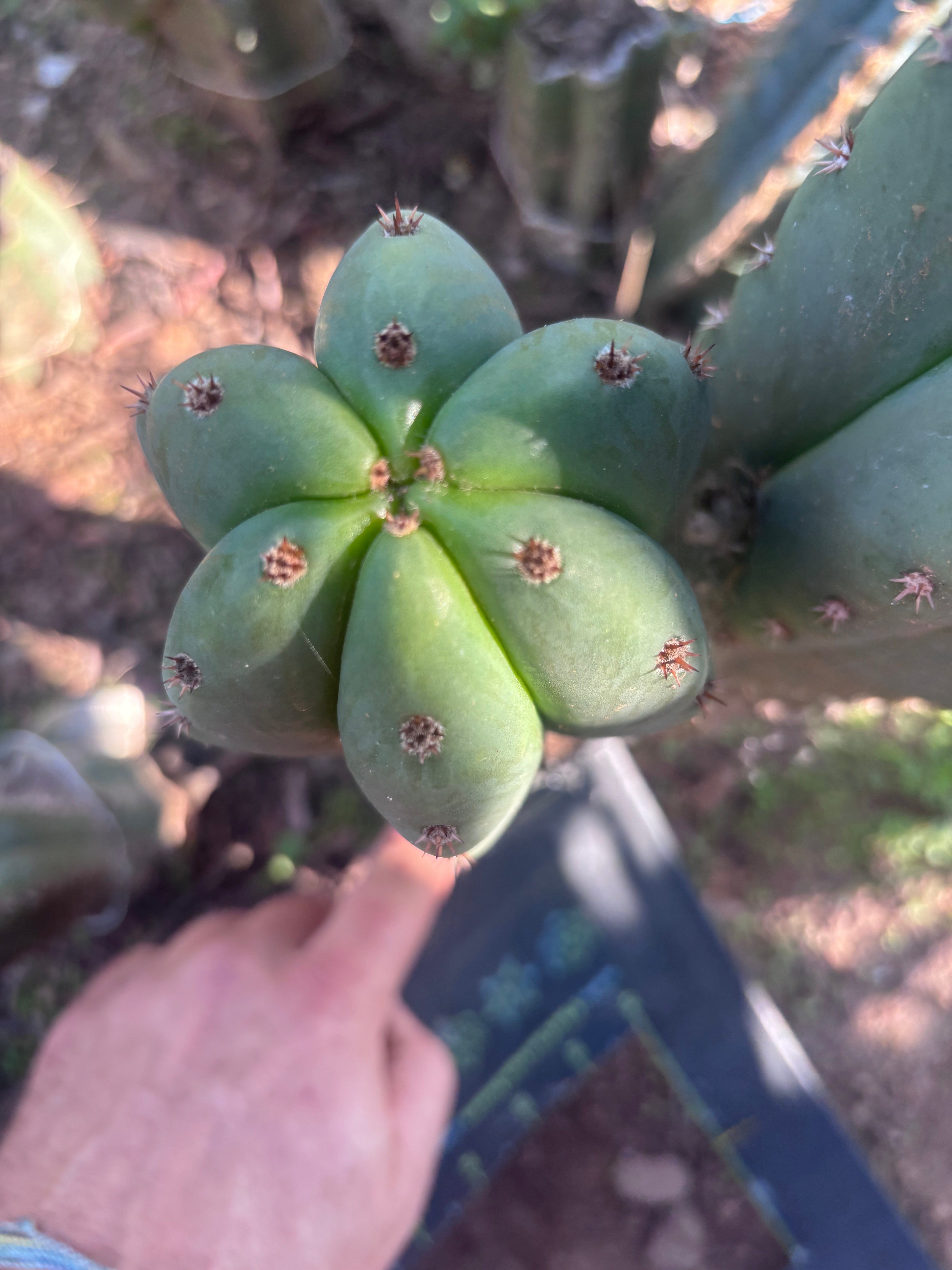 Dr. G x Sharxx  — 11” Pup