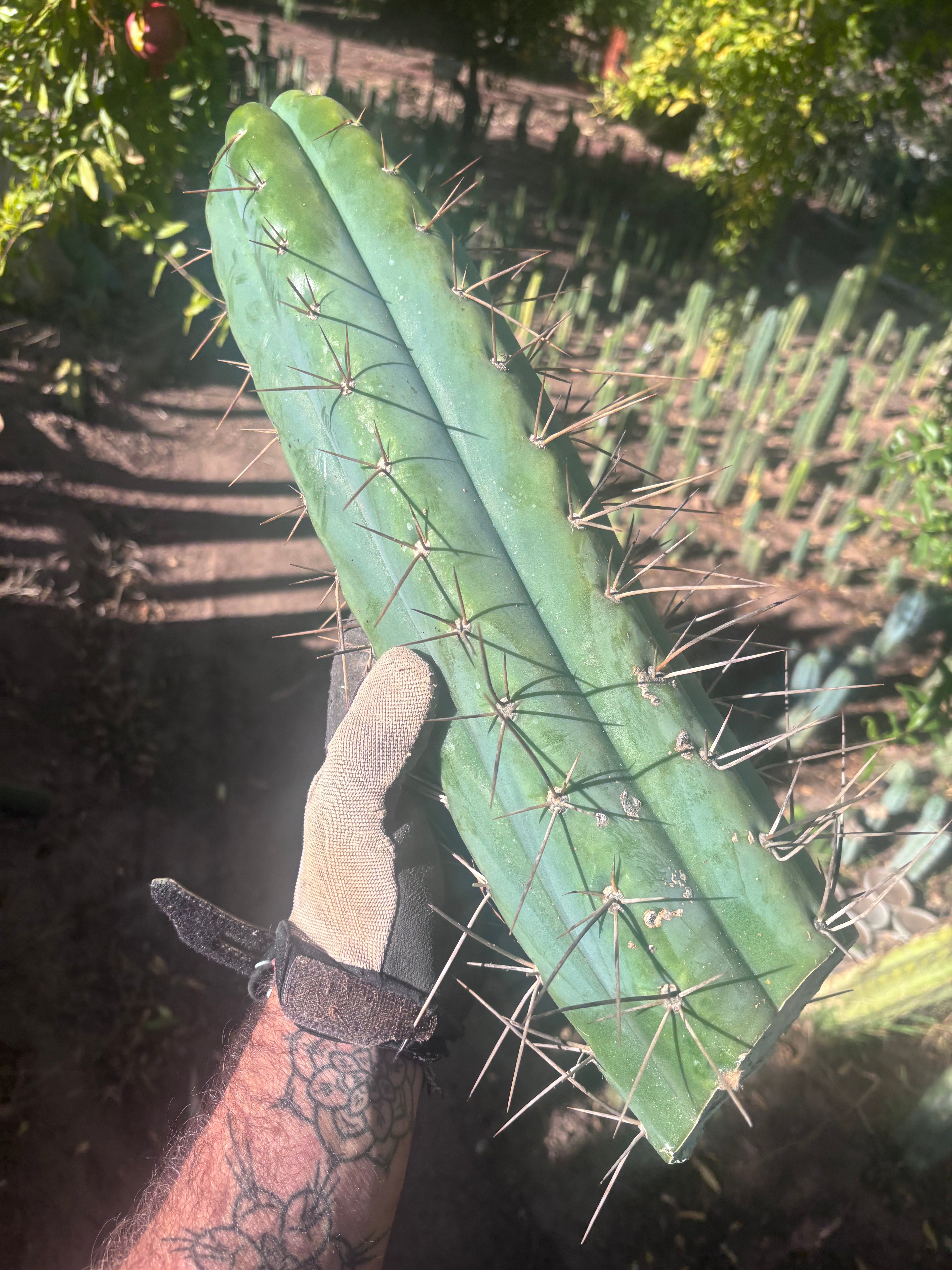 🌶️ SS02 x Kimura’s Spiny Giant  — Another Massive 16” Tip