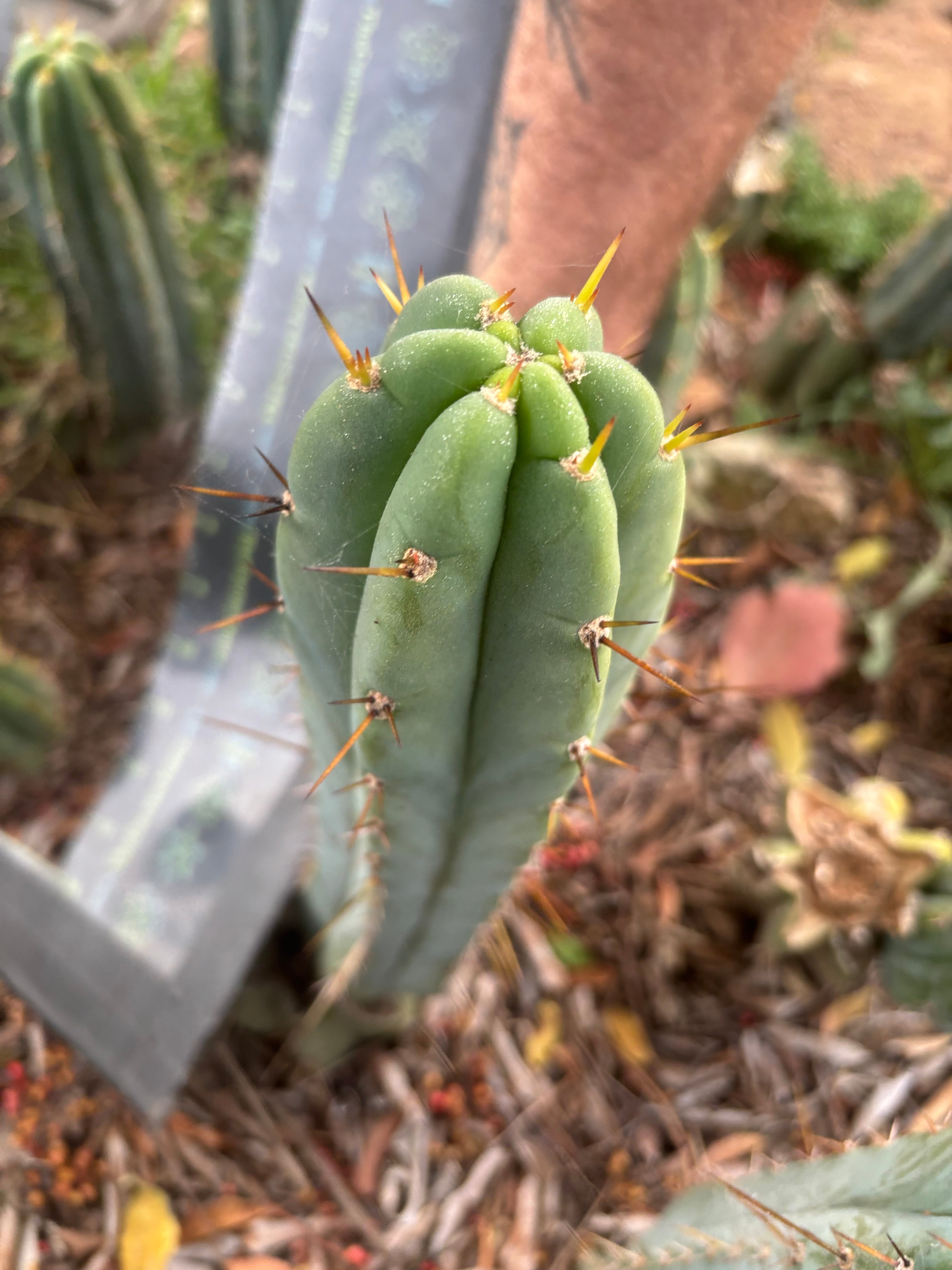 👑🌶️🌶️ Pala — Another 9” Tip