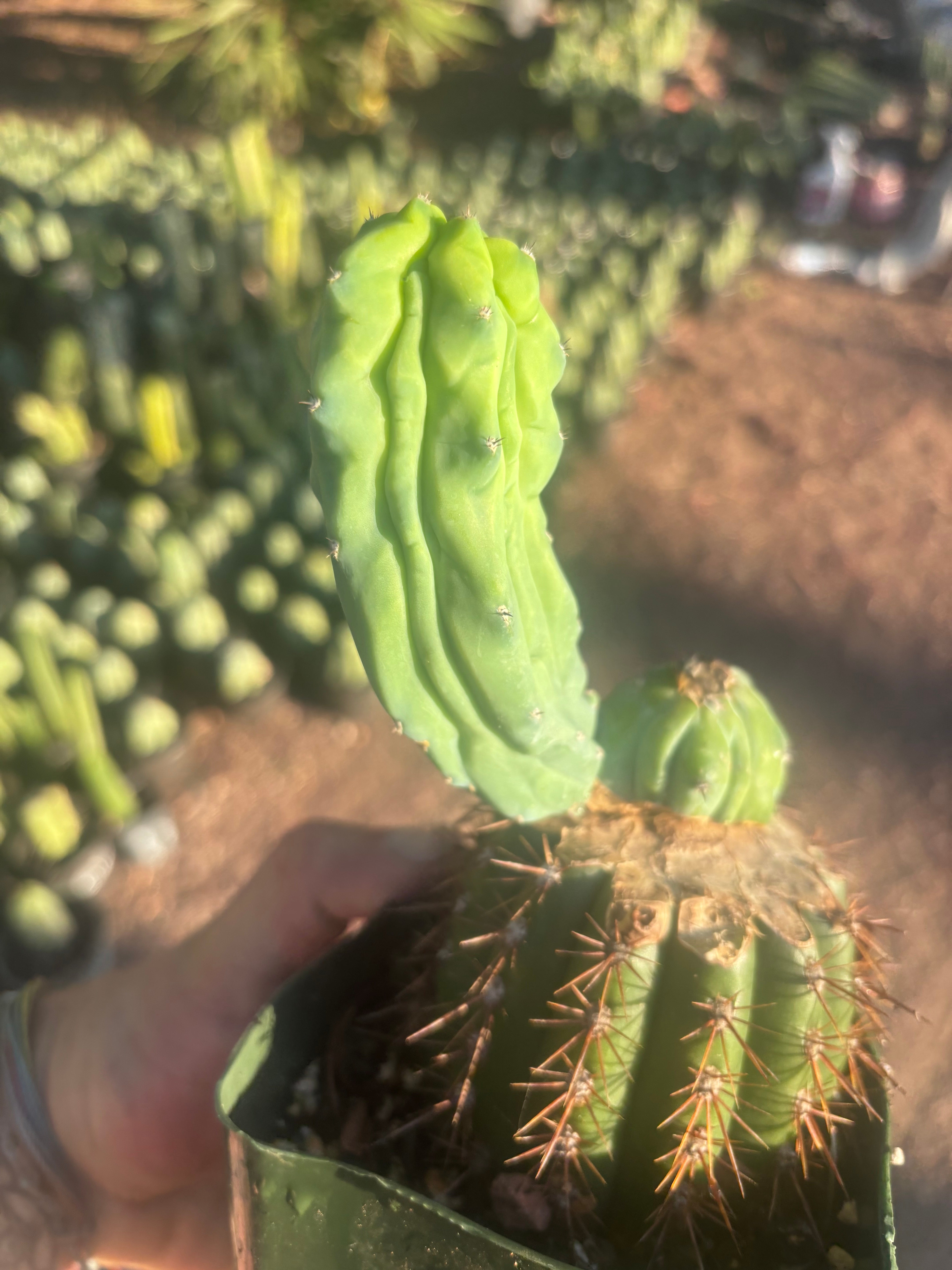 👑💎 Grecas — Rooted Butt Graft with Pup