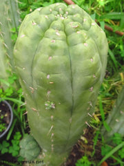 👑💎🌶️ CSD — 6.5” Tip