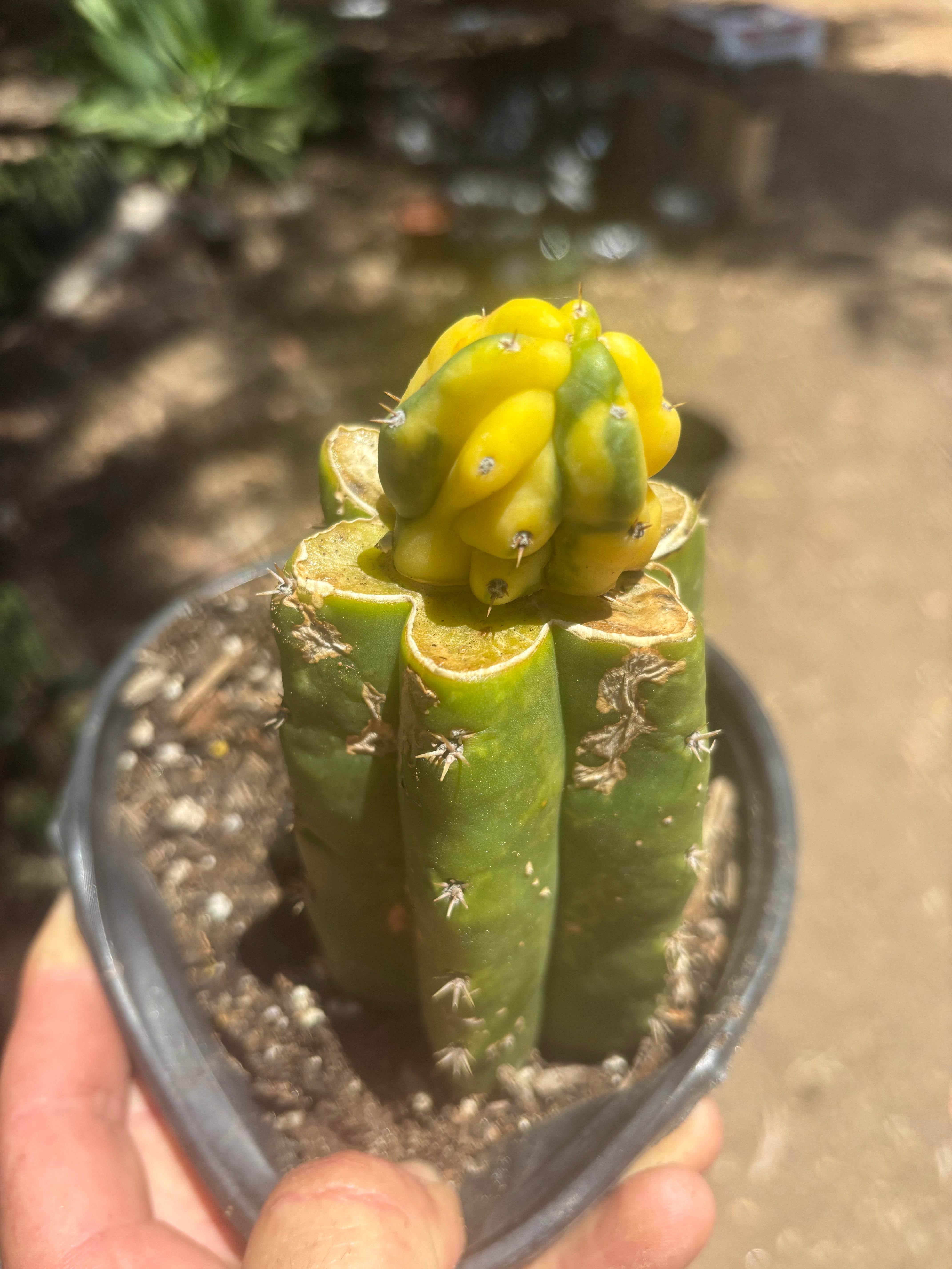 💎👑 Dr Funkenstein — Tip Graft