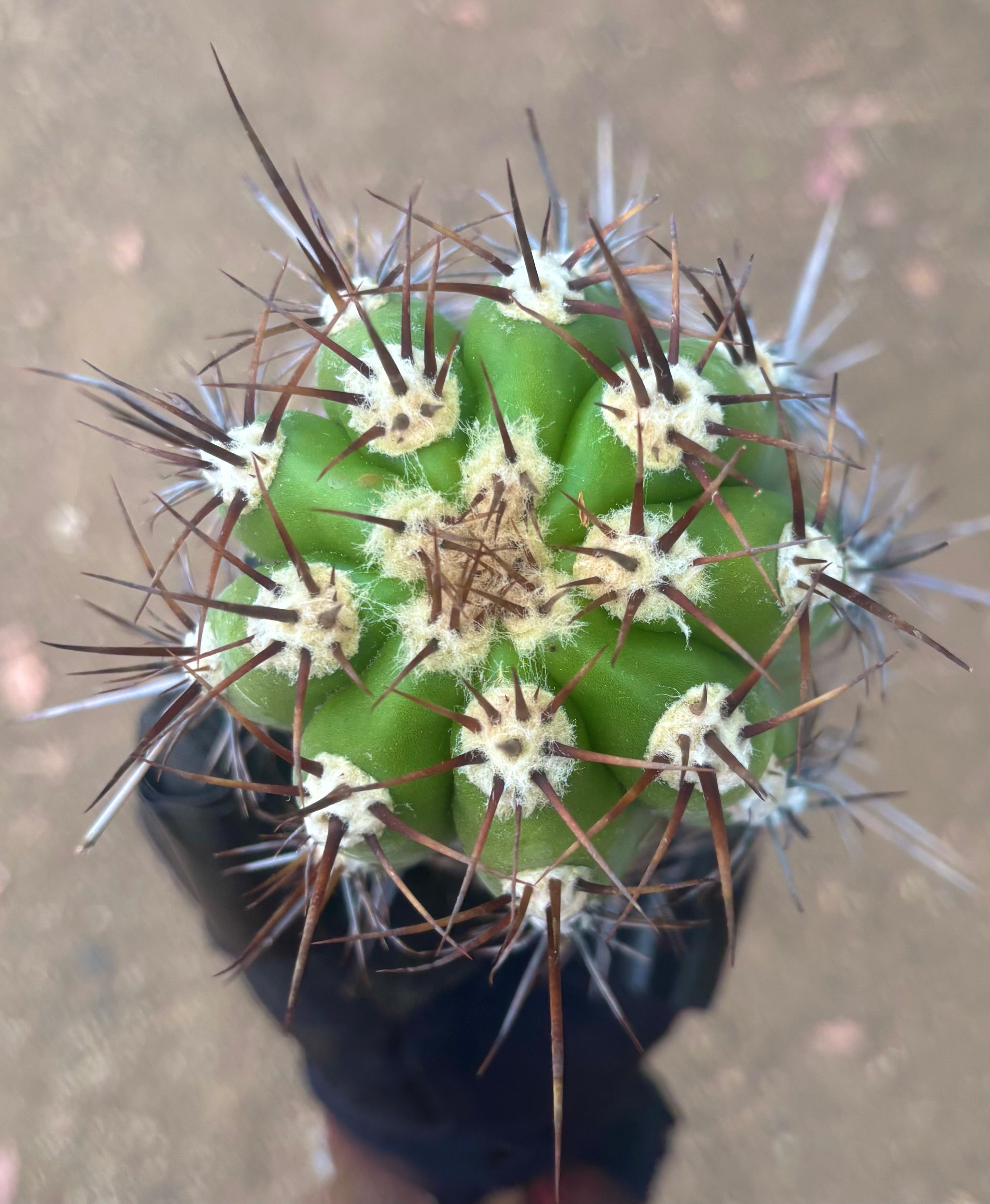 💎⚔️ Taquimbalensis — FAT 10” Pup