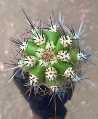 💎⚔️ Taquimbalensis — FAT 10” Pup