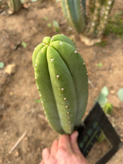 👑🌶️ Soozy — Chonky 10” Tip