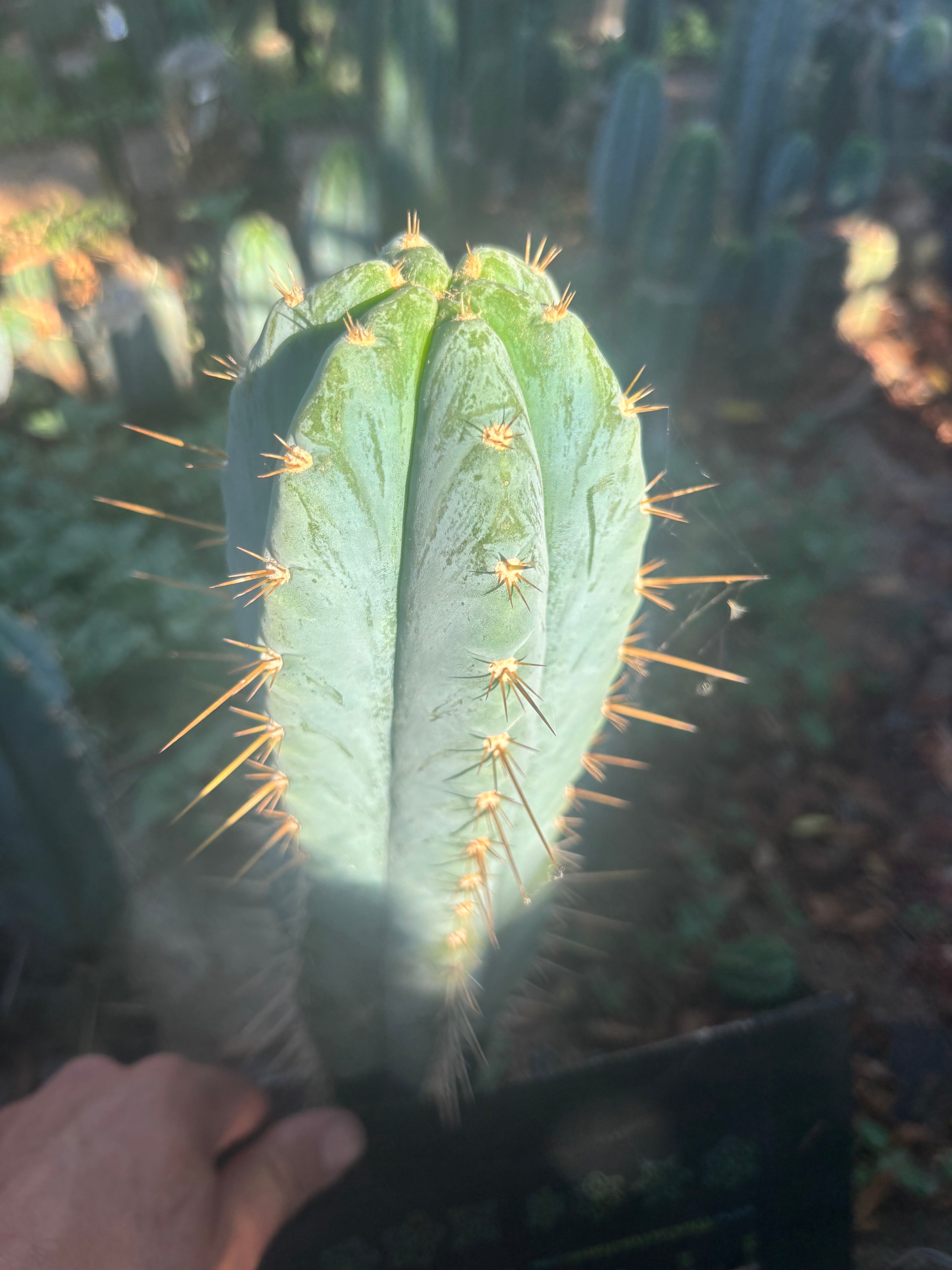 💎👑 Argentinensis “Coopers Clone” — 10” Tip