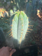 💎👑 Argentinensis “Coopers Clone” — 10” Tip