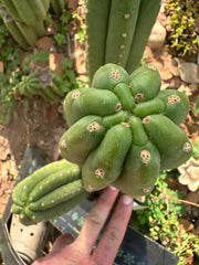 👑🌶️ The Field’s Pachanoi — Chonky 9” Pup
