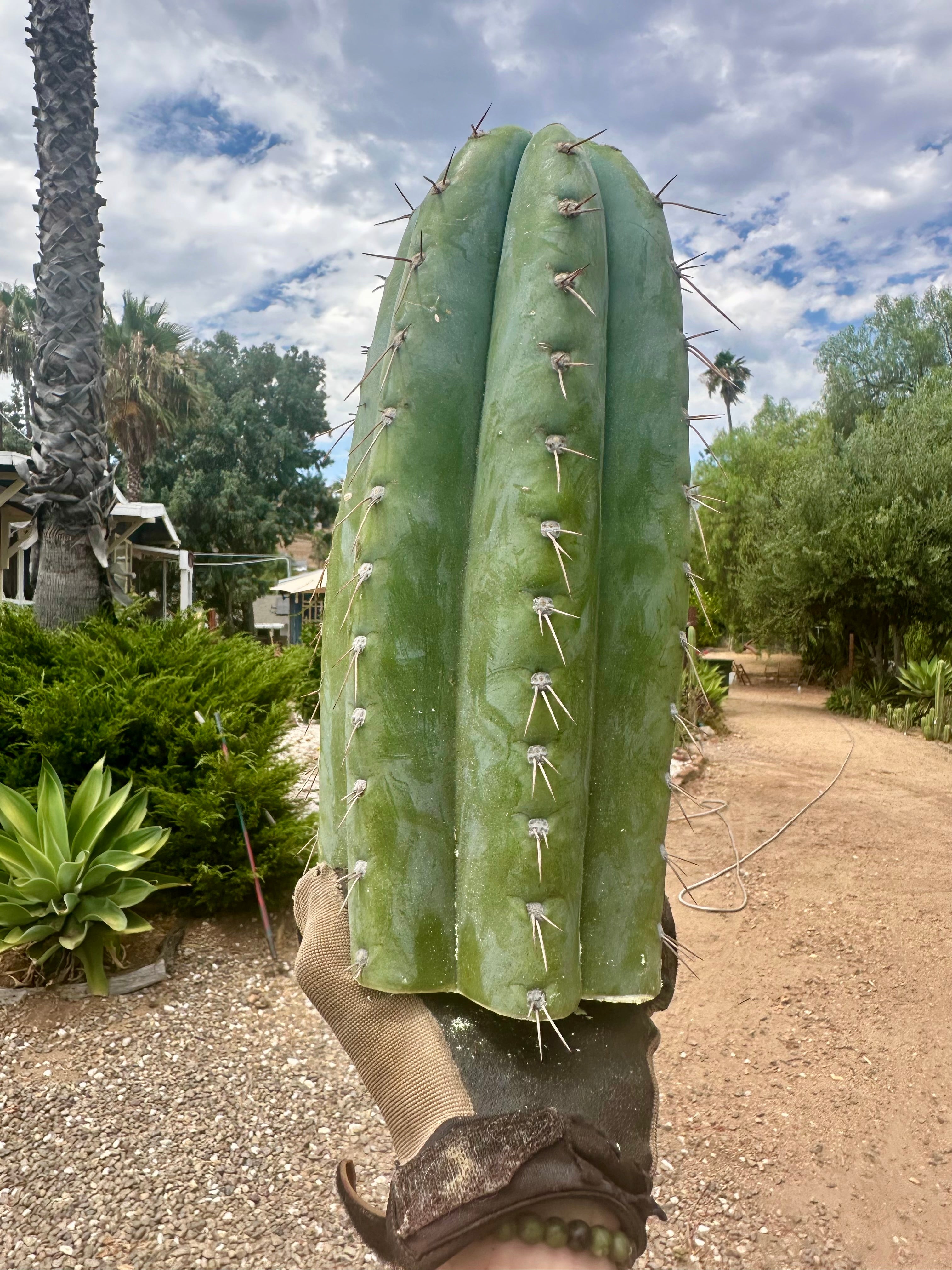 💎👑🌶️ CGG — 15” *MEGA* Tip