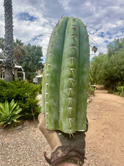 💎👑🌶️ CGG — 15” *MEGA* Tip